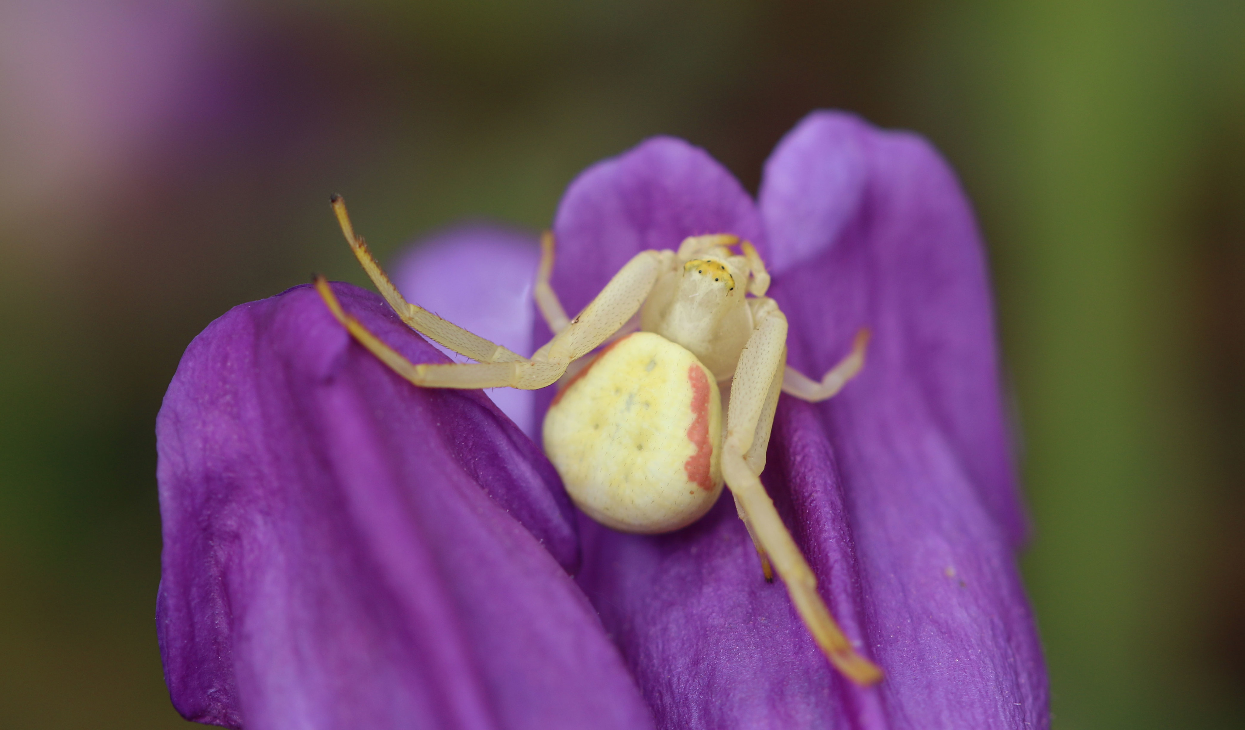 Crab Spider FWS.gov